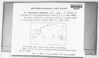 Sarcosoma globosum image